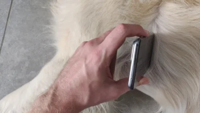 Cambridge startup launches app to monitor pet heart health