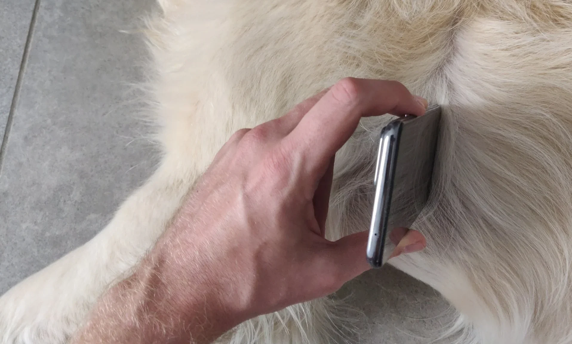 Cambridge startup launches app to monitor pet heart health