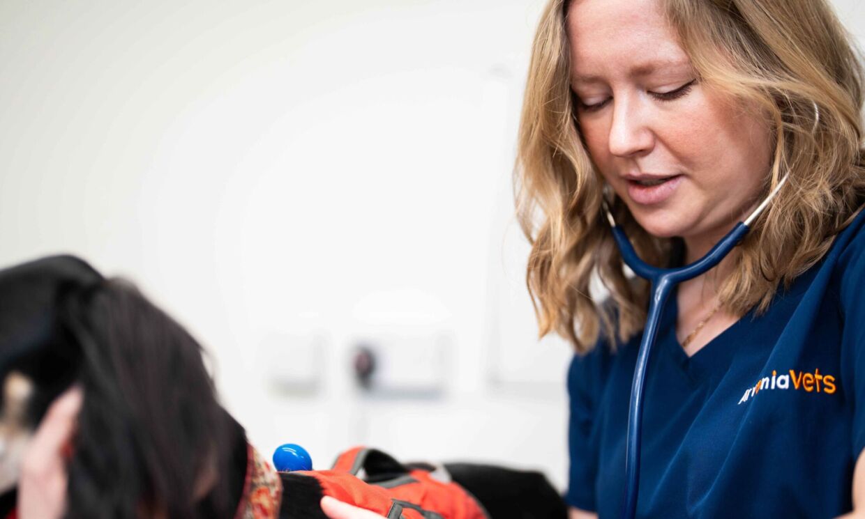 VetThing expands UK footprint with first five practice acquisitions
