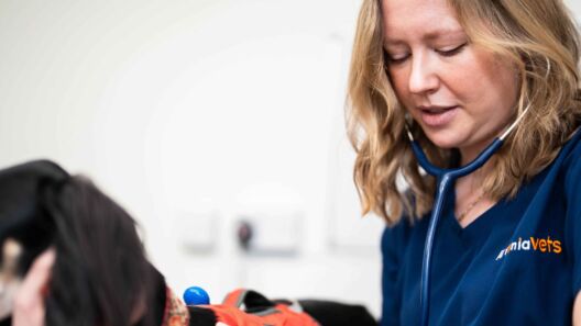 VetThing expands UK footprint with first five practice acquisitions