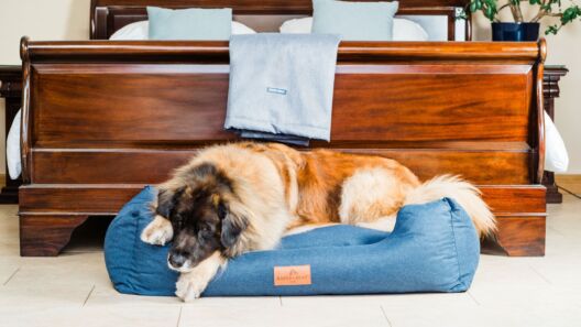 Dog brand Baker & Bray seeks stockists