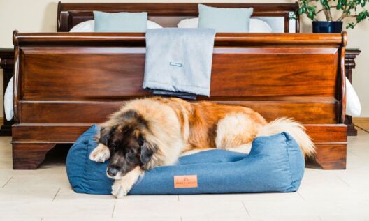 Dog brand Baker & Bray seeks stockists