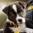 Dogs Trust and RSPCA launch national consultation on responsible dog ownership