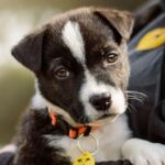 Dogs Trust and RSPCA launch national consultation on responsible dog ownership