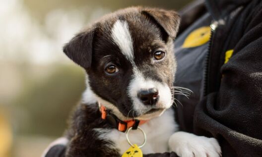 Dogs Trust and RSPCA launch national consultation on responsible dog ownership