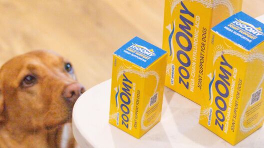 Zooomy launches affiliate programme to support dog professionals