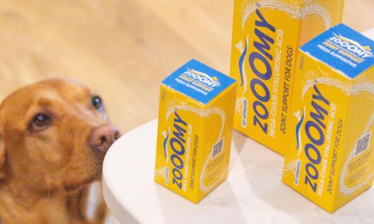 Zooomy launches affiliate programme to support dog professionals