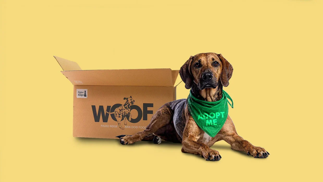 Paleo Ridge launches Rescue Dog Club to aid rescue charities