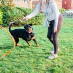 Tug-E-Nuff launches flirt pole for high-energy breeds