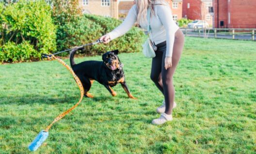 Tug-E-Nuff launches flirt pole for high-energy breeds