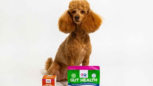 Wellpaws secures national distribution with Vital Pet Group