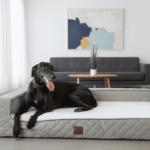 Closer Pets partners with vet and NHS sleep expert