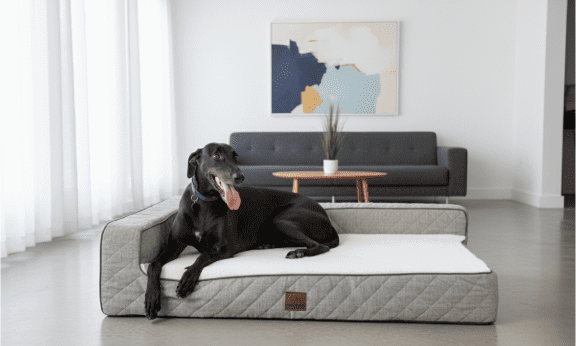 Closer Pets partners with vet and NHS sleep expert