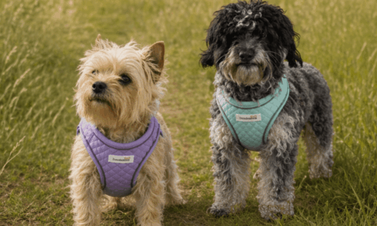 Doodlebone adds lilac quilt design to Dinky Dog range